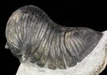 Inflated Wenndorfia Trilobite - Bou Lachrhal, Morocco #56495-4
